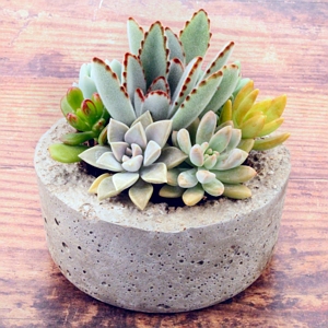 Succulent Small Dish Garden Mix